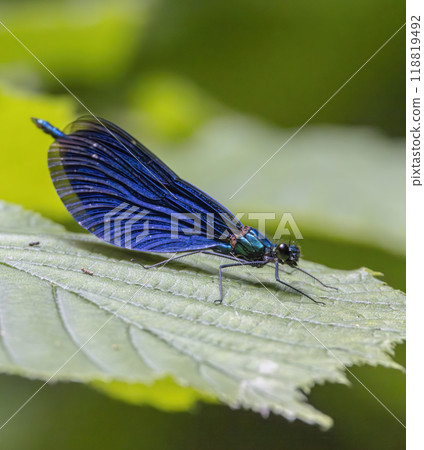 Common damselfly (Calopteryx virgo), National Park Slovak Paradise, Slovakia 118819492