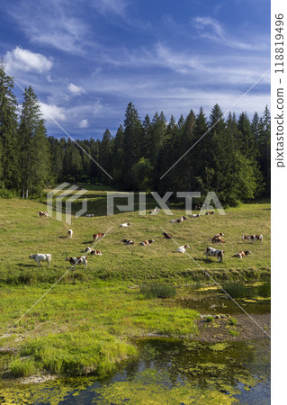 cows grazing on a meadow in the Jura region 118819496