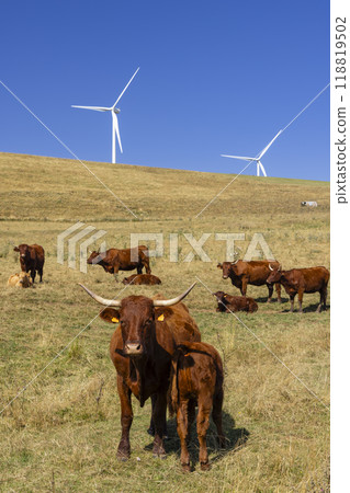 cows in the pasture and behind them are wind turbines 118819502