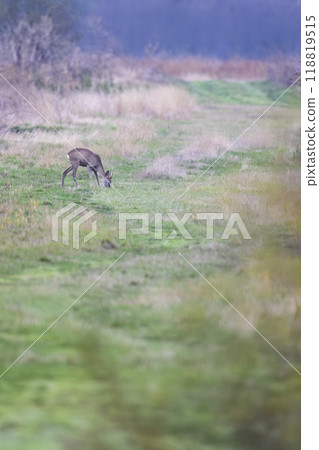 Young roe deer in in Hortobagy National Park, UNESCO World Heritage Site, Puszta is one of largest meadow and steppe ecosystems in Europe, Hungary Young roe deer in in Hortobagy National Park, UNESCO World Heritage Site, Puszta is one of largest meadow and steppe ecosystems in Europe, Hungary 118819515