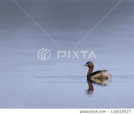 Little grebe (Tachybaptus ruficollis), Dehtar pond, Southern Bohemia, Czech Republic 118819527