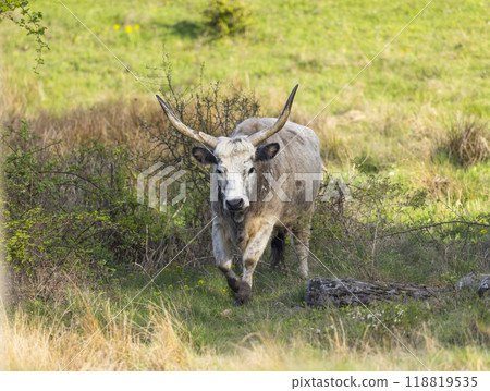 Cows on pasture in spring landscape, Slovakia 118819535