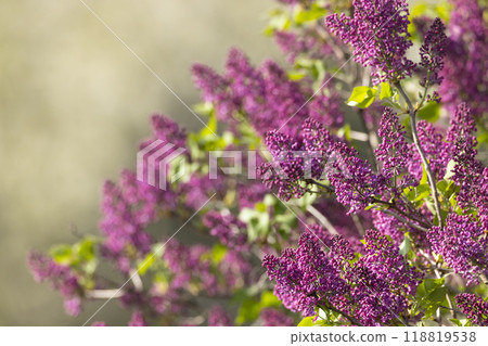 lilac in Slovakia in Polana National Park 118819538