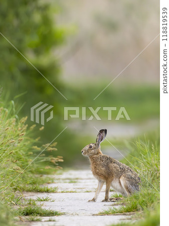 Field hare (Lepus europaeus) in Bird park Kosteliska near Dubnany, Southern Moravia, Czech Republic Field hare (Lepus europaeus) in Bird park Kosteliska near Dubnany, Southern Moravia, Czech Republic 118819539
