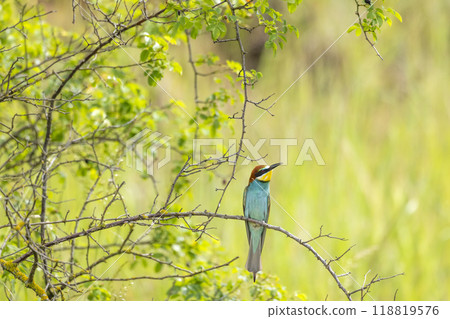 European bee-eater, Merops apiaster, Palava, Southern Moravia, Czech Republic European bee-eater, Merops apiaster, Palava, Southern Moravia, Czech Republic 118819576