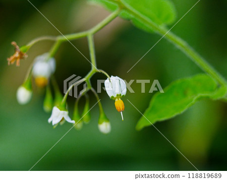 Solanaceae bulbul flower Solanaceae bulbul flower 118819689