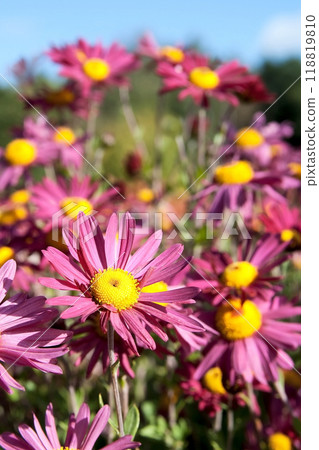 Pink flower and green leaves close-up. Nature in summer. Bokeh in background. Copy space for text.  118819810