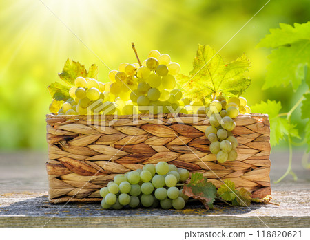 A basket filled with grapes in front of a sunny vineyard 118820621
