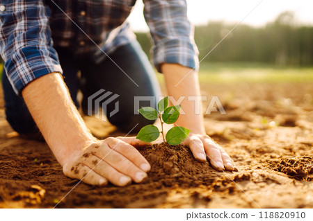 Hands of an experienced farmer plants and cares for new sprout in field. Gardening concept, ecology. Hands of an experienced farmer plants and cares for new sprout in field. Gardening concept, ecology. 118820910