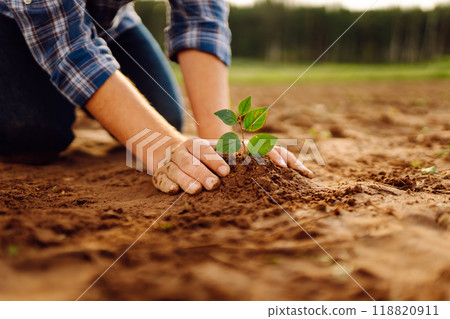 Hands of an experienced farmer plants and cares for new sprout in field. Gardening concept, ecology. Hands of an experienced farmer plants and cares for new sprout in field. Gardening concept, ecology. 118820911