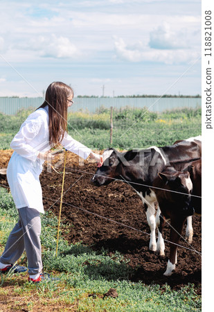 young female veterinarian in a white coat and glasses looks at a calf and cows outdoors on a farm 118821008