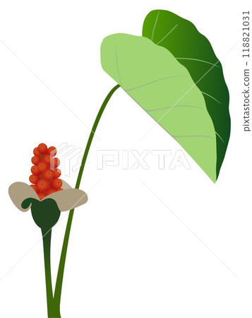 Berries of taro plant with leaf on white background. 118821031