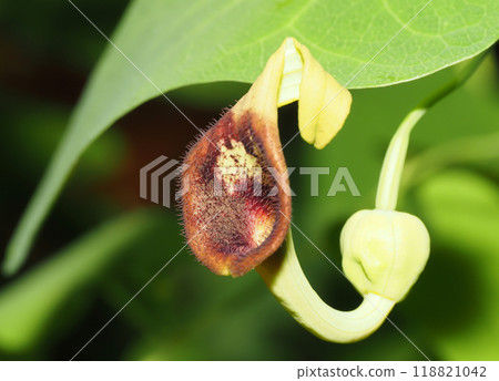 Flower of a horn tuna 118821042