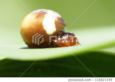 White obit Torino Fundamesi (female) 118821339