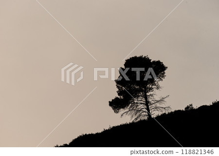 Alpine Solitude: Silhouetted Pine Amidst Overexposed Skyline 118821346