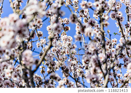 flower, almond, bloom 118821413