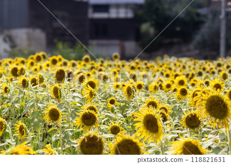 Sunflowers in Hiragura, Kanazawa, Japan 118821631