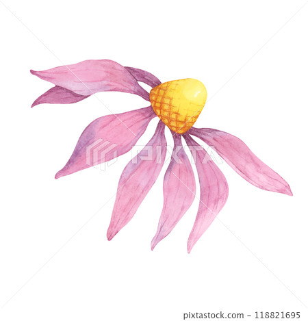 A single coneflower watercolor illustration with soft pink petals and a yellow center. Echinacea purpurea clipart design for greeting cards, textiles, floral art prints, or product labels A single coneflower watercolor illustration with soft pink petals and a yellow center. Echinacea purpurea clipart design for greeting cards, textiles, floral art prints, or product labels 118821695
