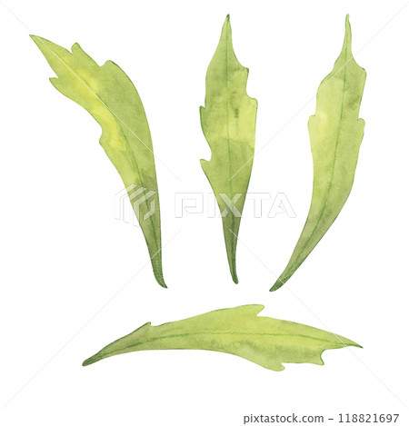 A set of four echinacea leaves painted in watercolor. Botanical greenery clipart to complement other floral elements in product packaging, scrapbooking, or garden-themed illustrations A set of four echinacea leaves painted in watercolor. Botanical greenery clipart to complement other floral elements in product packaging, scrapbooking, or garden-themed illustrations 118821697