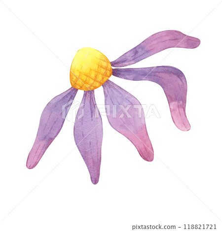 Coneflower watercolor illustration. Echinacea flower clipart with yellow center and purple petals for logo designs, stationery, educational materials, or floral-themed invitations and digital products 118821721
