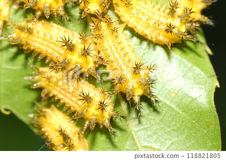 Larva of Himekuroiraga 118821805