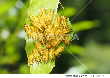 A group of black moth larvae 118821902