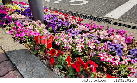 Flowers in a flowerbed by the roadside Flowers in a flowerbed by the roadside 118822020