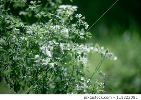 Coriander flower blooming in the garden. Indian organic dhaniya green plant in summer time. Coriander flower blooming in the garden. Indian organic dhaniya green plant in summer time. 118822083
