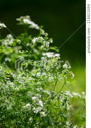 Coriander flower blooming in the garden. Indian organic dhaniya green plant in summer time. 118822084