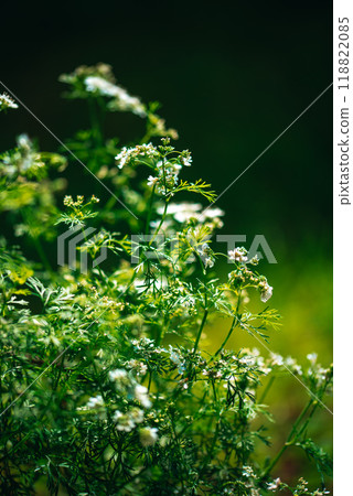 Coriander flower blooming in the garden. Indian organic dhaniya green plant in summer time. Coriander flower blooming in the garden. Indian organic dhaniya green plant in summer time. 118822085