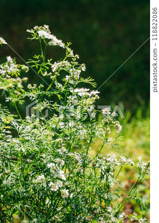 Coriander flower blooming in the garden. Indian organic dhaniya green plant in summer time. 118822086