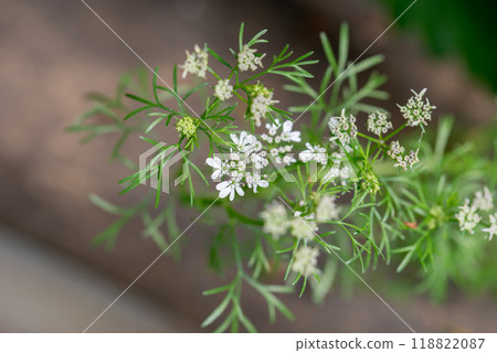 Coriander flower blooming in the garden. Indian organic dhaniya green plant in summer time. Coriander flower blooming in the garden. Indian organic dhaniya green plant in summer time. 118822087