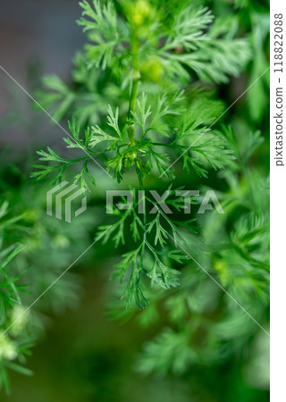Close-up of fresh cilantro leaves. Green coriander in the garden. 118822088