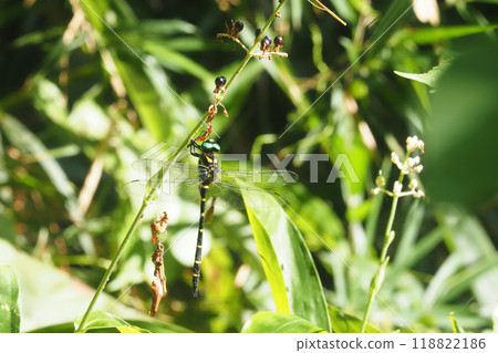 Anotogaster sieboldii (male) perching on pollia japonica 118822186