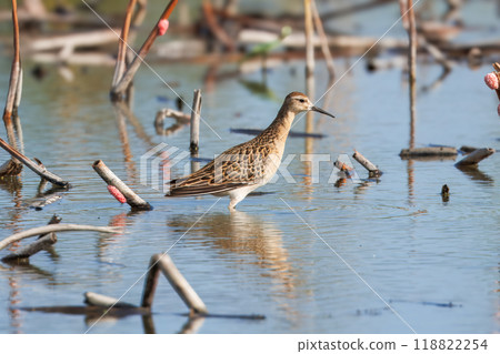 A ruff looking for food in a lotus root field A ruff looking for food in a lotus root field 118822254
