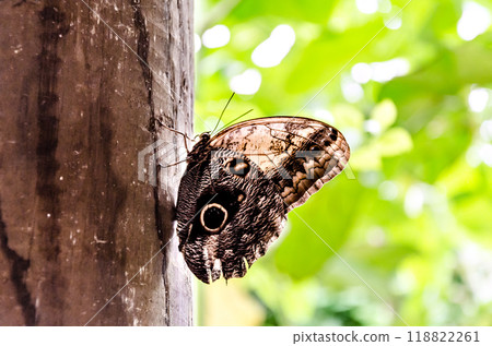 Owl butterfly (Caligo Memnon), lepidopteron Owl butterfly (Caligo Memnon), lepidopteron 118822261