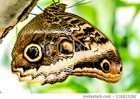 Owl butterfly (Caligo Memnon), lepidopteron	 118822262