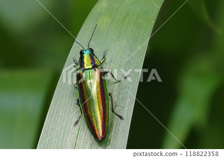Buprestidae(Yamatotamamushi) Buprestidae(Yamatotamamushi) 118822358