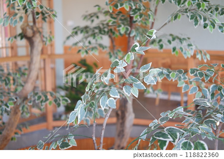 plant in the room plant in the room 118822360