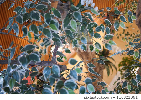 plant in the room. close up plant in the room. close up 118822361