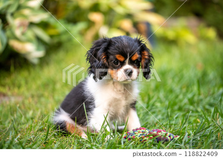 The cavalier king charles spaniel puppy in garden on green grass. The cavalier king charles spaniel puppy in garden on green grass. 118822409