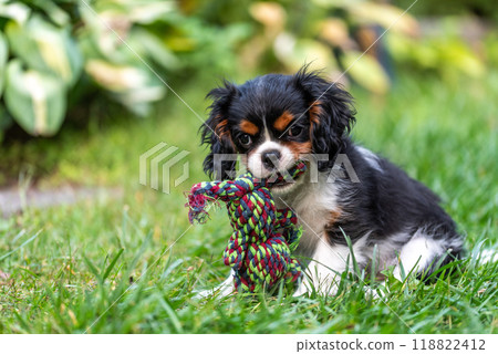 The cavalier king charles spaniel puppy in garden on green grass. The cavalier king charles spaniel puppy in garden on green grass. 118822412
