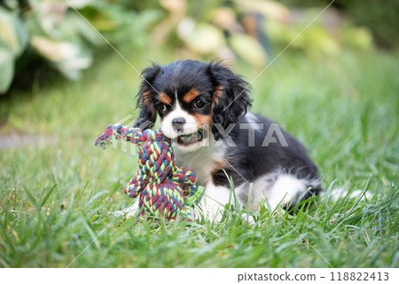 The cavalier king charles spaniel puppy in garden on green grass. The cavalier king charles spaniel puppy in garden on green grass. 118822413