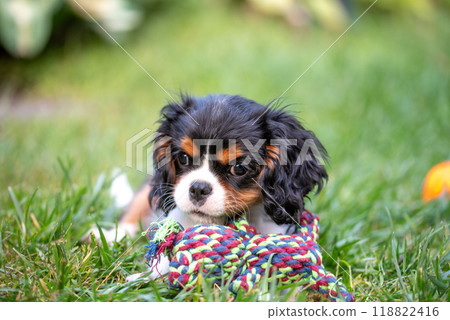 The cavalier king charles spaniel puppy in garden on green grass. 118822416