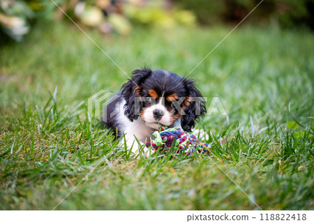 The cavalier king charles spaniel puppy in garden on green grass. 118822418