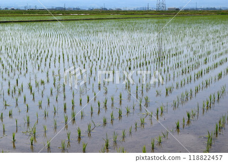 Paddy landscape just after rice planting 118822457