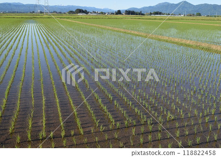 Paddy landscape just after rice planting 118822458