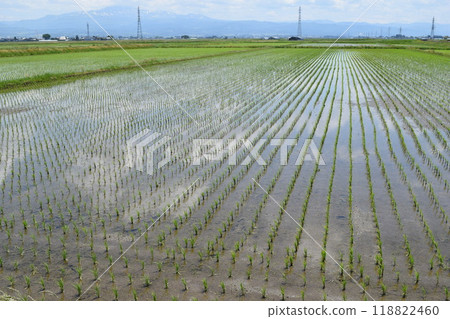 水稻種植後稻田景觀 118822460