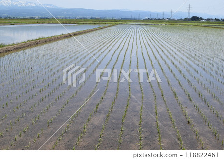 Paddy landscape just after rice planting Paddy landscape just after rice planting 118822461