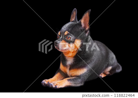 A tricolor chihuahua dog on a black background. The pet is lying down. A tricolor chihuahua dog on a black background. The pet is lying down. 118822464